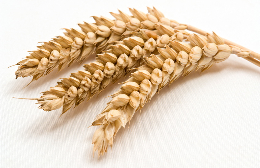 Image courtesy of ecorganic.com